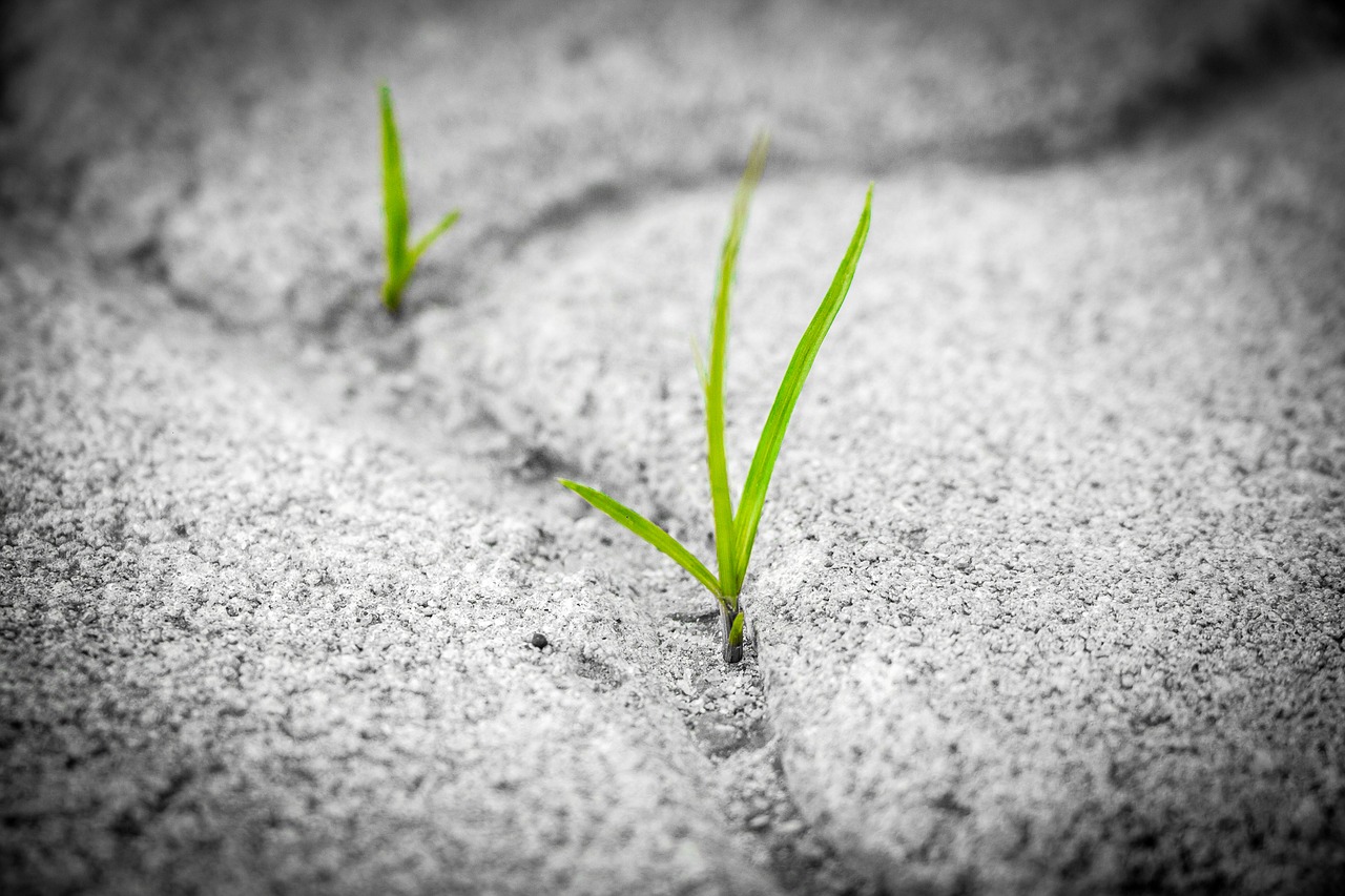 Al momento stai visualizzando Rabbia in primavera